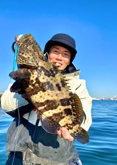 チャイロマルハタの釣果