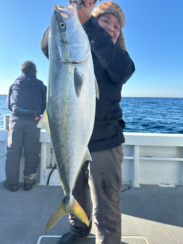 ブリの釣果