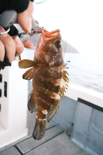 アコウの釣果