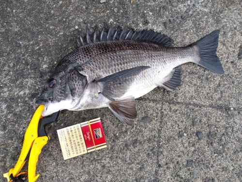 チヌの釣果