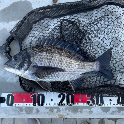 クロダイの釣果