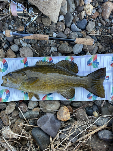 スモールマウスバスの釣果