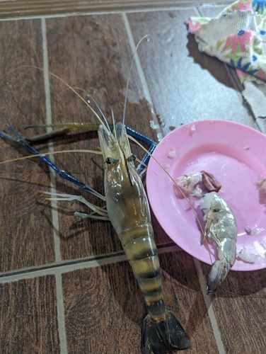 オニテナガエビの釣果