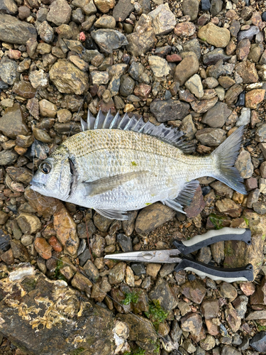 クロダイの釣果