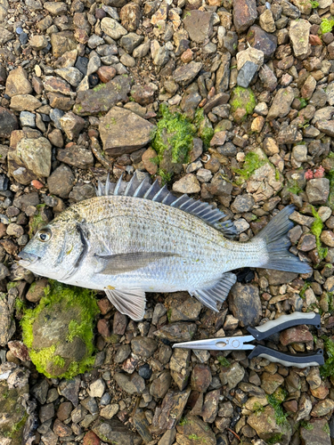 クロダイの釣果