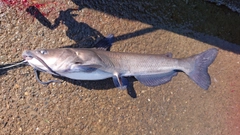 アメリカナマズの釣果