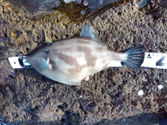 ウマヅラハギの釣果
