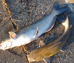 アメリカナマズの釣果