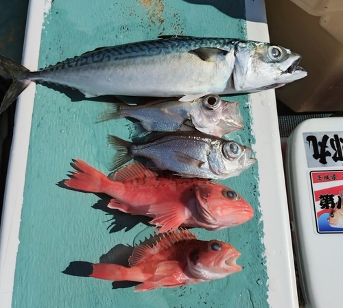 シロムツの釣果