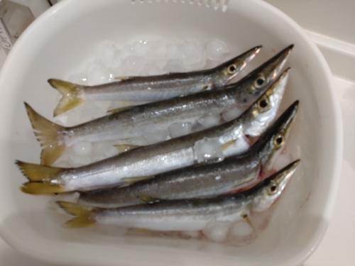 カマスの釣果