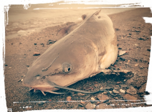 アメリカナマズの釣果