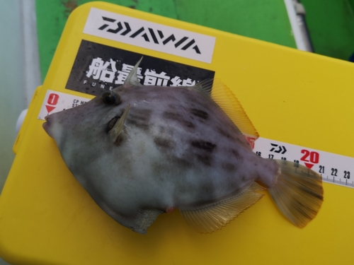 カワハギの釣果