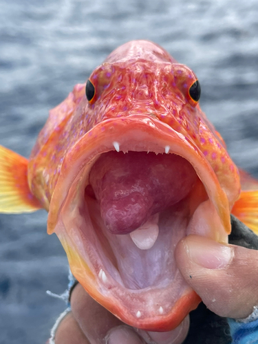 オジロバラハタの釣果