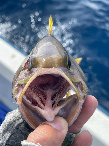 イシフエダイの釣果