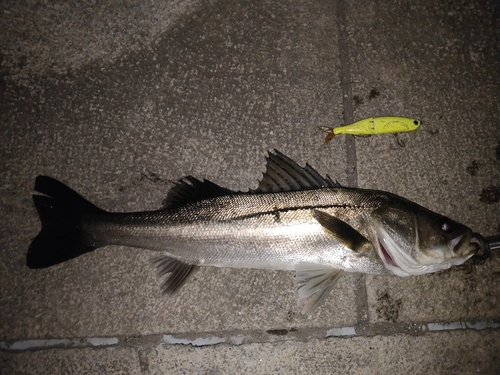 シーバスの釣果