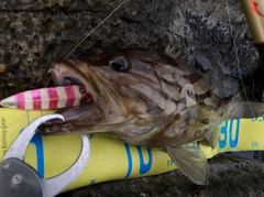 ホウキハタの釣果