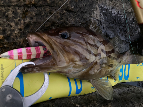 ホウキハタの釣果