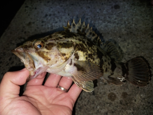 タケノコメバルの釣果