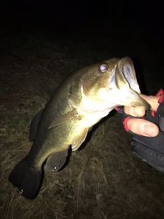 ラージマウスバスの釣果