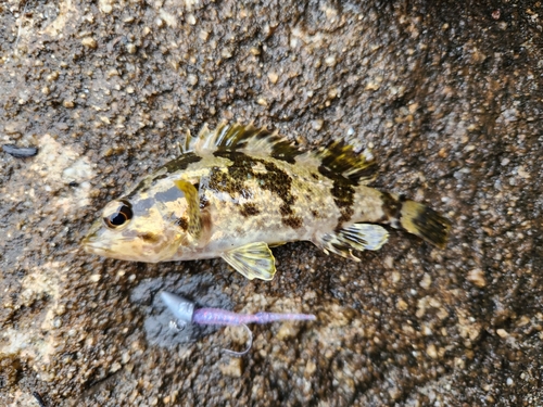 タケノコメバルの釣果