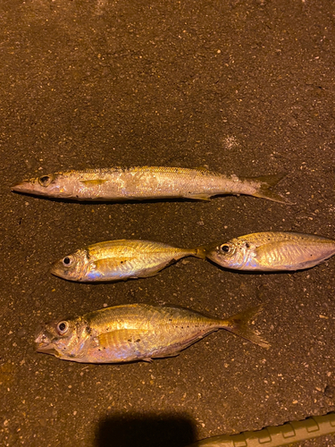 アジの釣果