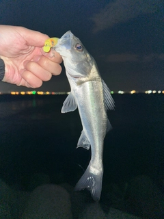 スズキの釣果