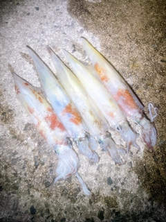 ヤリイカの釣果