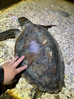 サメの釣果