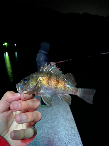 シロメバルの釣果