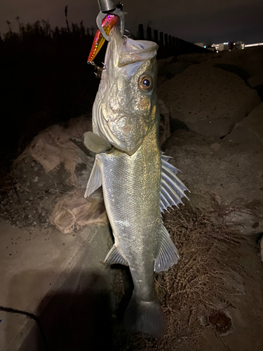 シーバスの釣果