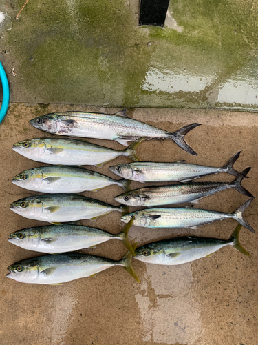 ハマチの釣果