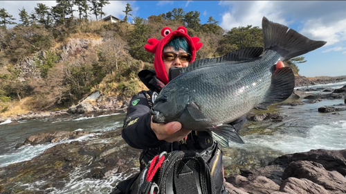 メジナの釣果