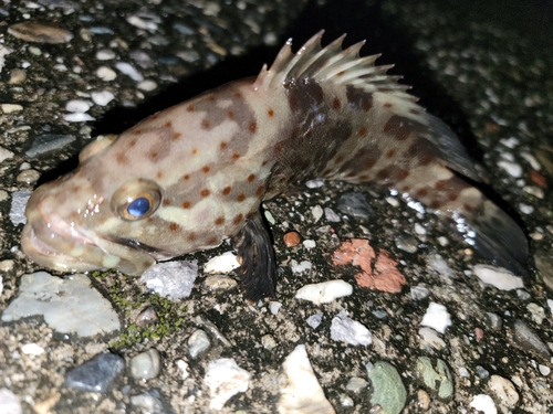 チャイロマルハタの釣果