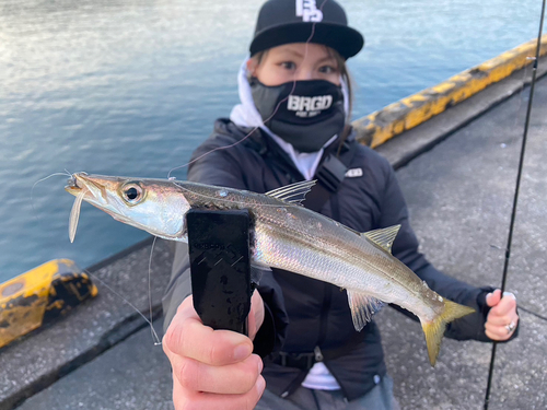 カマスの釣果