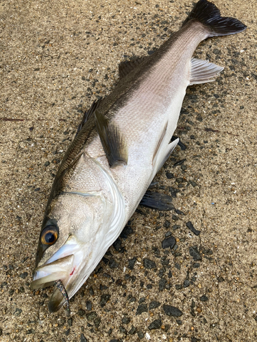 マルスズキの釣果