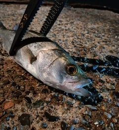 セイゴ（マルスズキ）の釣果