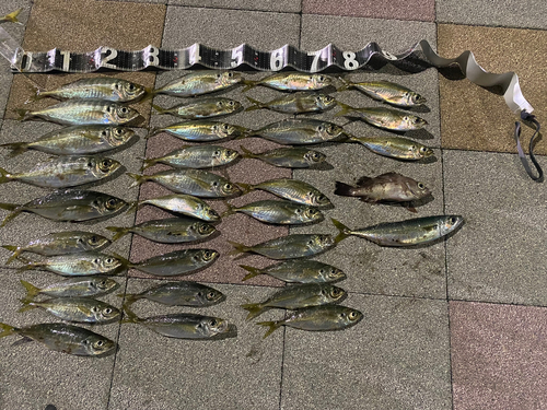 アジの釣果