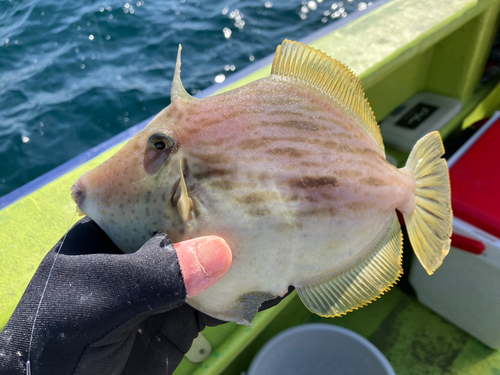 カワハギの釣果