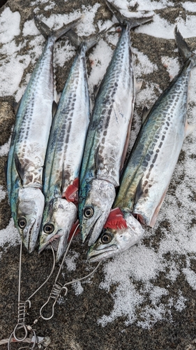 サゴシの釣果