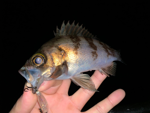 メバルの釣果