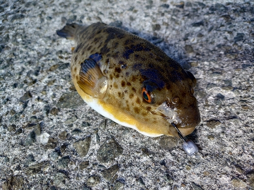 アカメフグの釣果