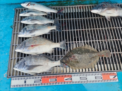 クロダイの釣果