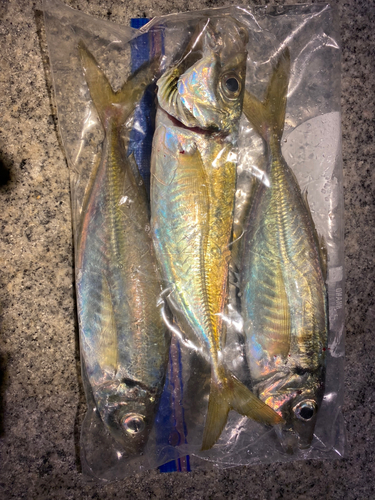 アジの釣果