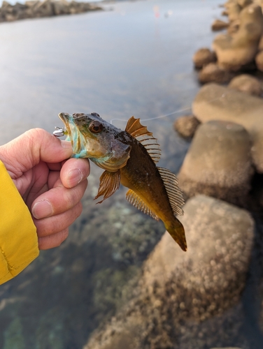 アナハゼの釣果