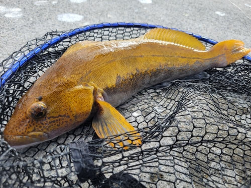 アイナメの釣果