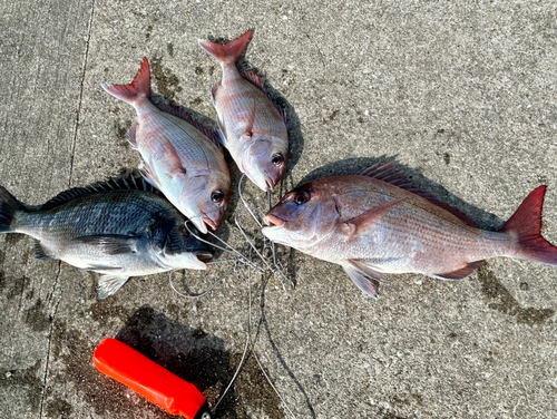 マダイの釣果