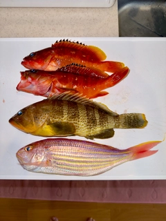 アオハタの釣果