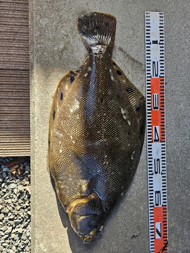 マツカワの釣果