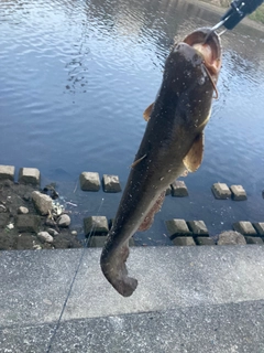 ナマズの釣果