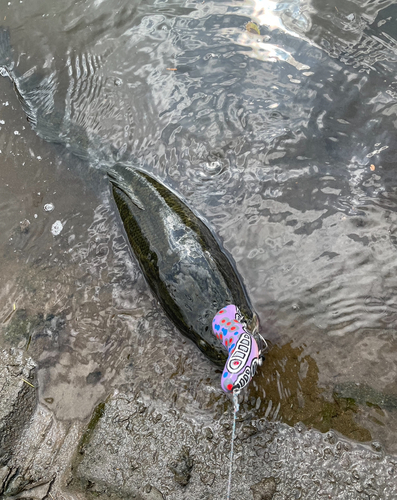 ライギョの釣果